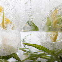 Flowers in crystal clear ice