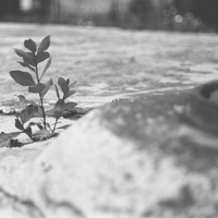 Grained City