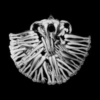 Homeostasis - Amorphea -
