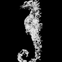 Homeostasis - Amorphea -