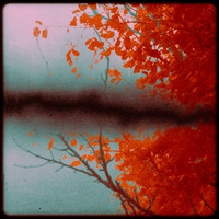 Spectral Fields