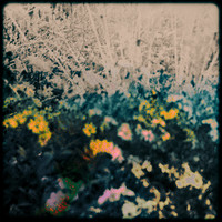 Spectral Fields