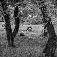 GEOMETRY OF LONELINESS (SERIES 2)