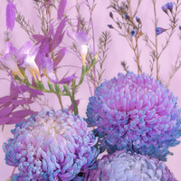 The flowers from another world