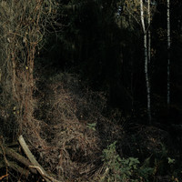 Silent Symphony