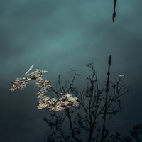 Silent Symphony
