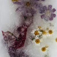 Frozen 