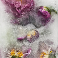 Frozen 