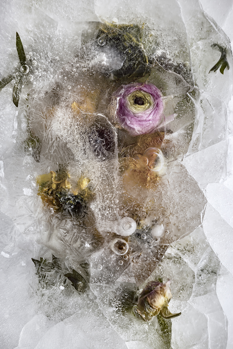 Frozen 