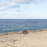 Anapa 2025