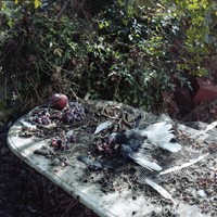 I Folded My Secrets Like Paper Birds