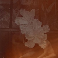 Anemoni