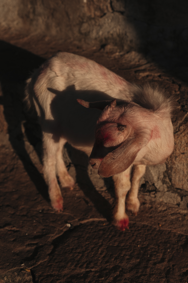 Out for Blood