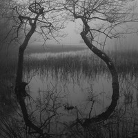 study of trees (eerie)