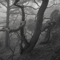 study of trees (eerie)