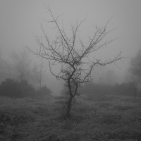 study of trees (eerie)