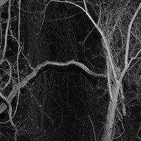 study of trees (eerie)