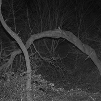 study of trees (eerie)