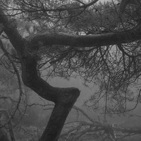 study of trees (eerie)
