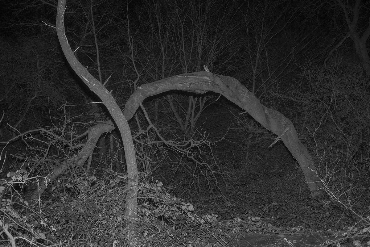 study of trees (eerie)