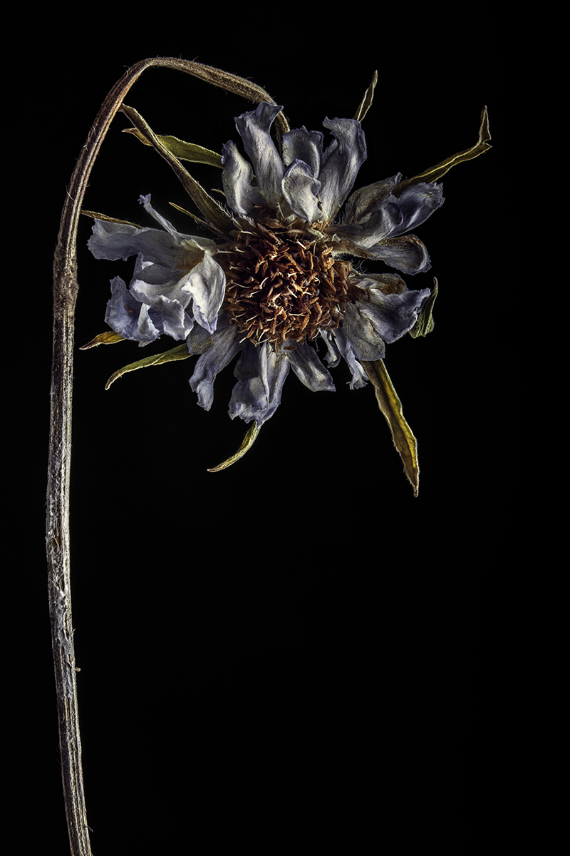 Decay Of The Flowers