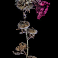 Decay Of The Flowers