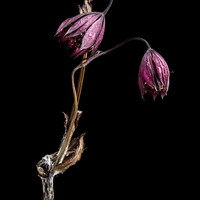 Decay Of The Flowers