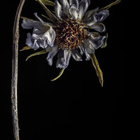 Decay Of The Flowers