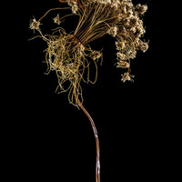 Decay Of The Flowers