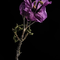 Decay Of The Flowers