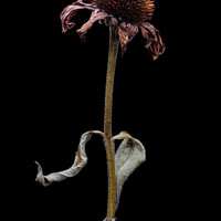 Decay Of The Flowers