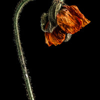 Decay Of The Flowers
