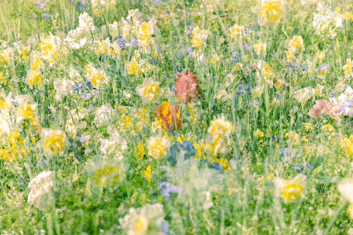 Just like a midsummer dream #1