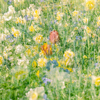 Just like a midsummer dream #1