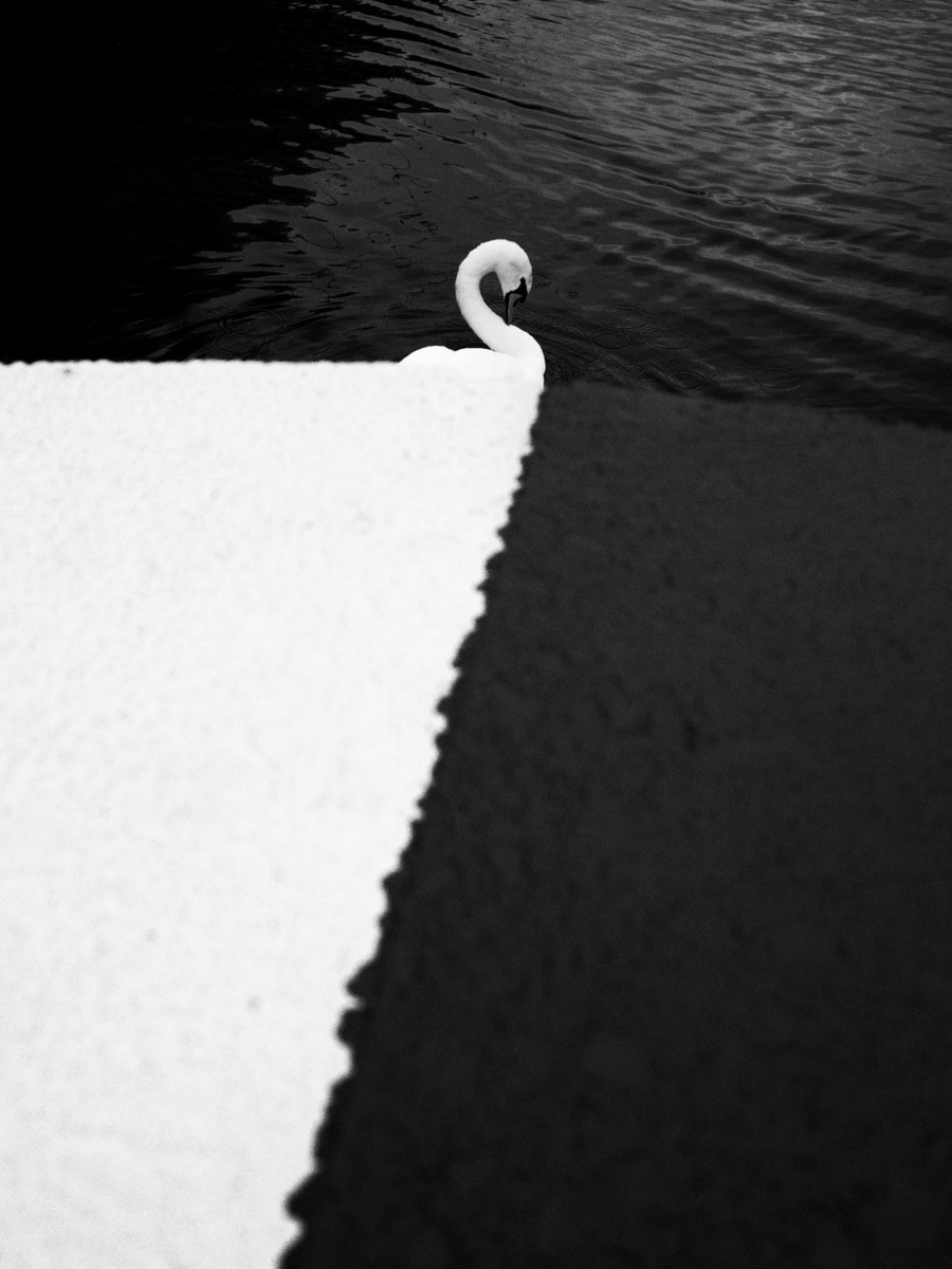 Swan