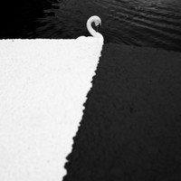 Swan