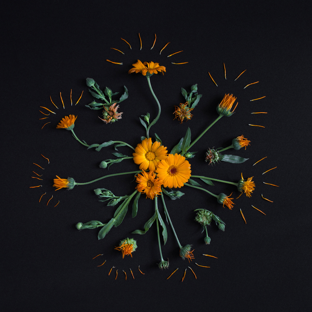 Botany
