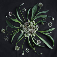 Botany