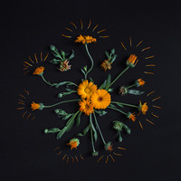 Botany