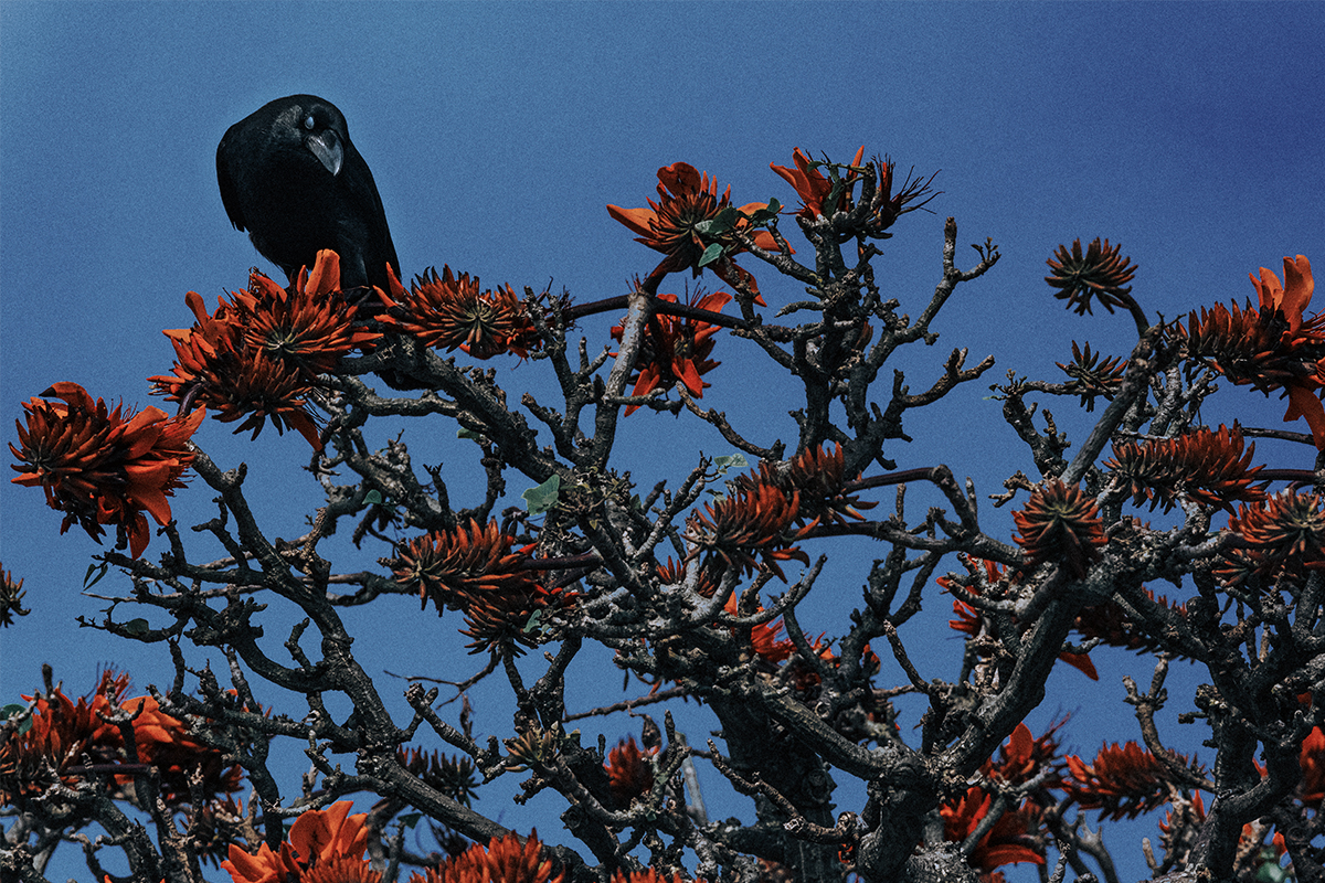 Jungle Crow In Coral Tree