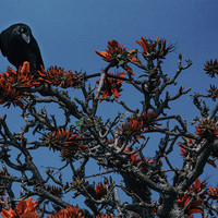 Jungle Crow In Coral Tree