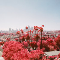 The Palm, On Piru