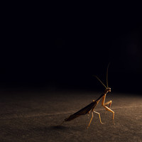 Where Fireflies Unfold