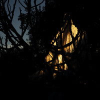 Where Fireflies Unfold