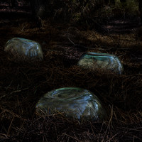 Where Fireflies Unfold