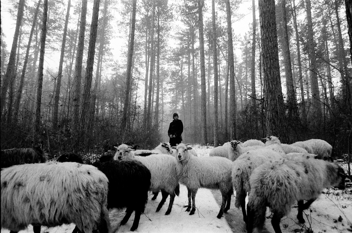 Shepherd 