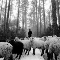 Shepherd 
