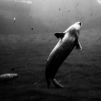 Apnea