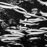 Apnea