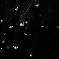 Apnea